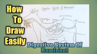 Digestive system of ruminants class 7 diagram  digestive system of ruminant animals drawing [upl. by Anatnahs814]