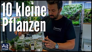 10 Pflanzen für sehr kleine Aquarien feat LiquidNature  AquaOwner [upl. by Zurc]