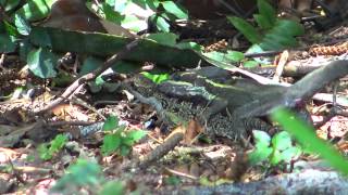 JESUS LIZARDS MATING [upl. by Raual]