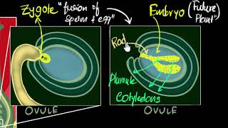 Fertilisation zygote embryo germination  How do organisms reproduce  Biology  Khan Academy [upl. by Berget905]