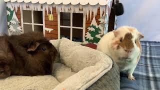 Silly Guinea Pig Is Shocked To See Another Pig KONA amp SUBA GUINEA PIGS [upl. by Ahsonek]