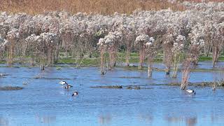 Common Shelducks Tadorna tadorna foraging  Hedwigepolder Netherlands 27102024 [upl. by Steward]