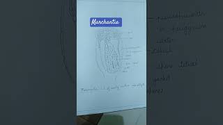 Study of external morphology and anatomy of thallus of MARCHANTIA [upl. by Kal865]