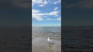 Juist am Strand mit Silbermöwe nordsee ostfriesland travel meer beach [upl. by Aleihs]