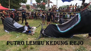 Mberot bareng Bantengan Putro Lembu Kedung Rejo full kalapan [upl. by Lat]