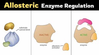 Allosteric Regulationof Enzymes [upl. by Atiloj681]