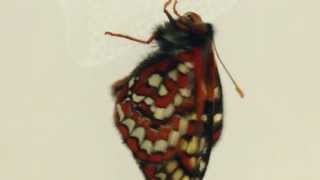 Checkerspot eclosion timelapse [upl. by Colis]