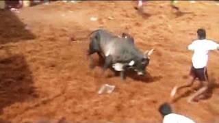 Should Jallikattu be banned [upl. by Ennairak]