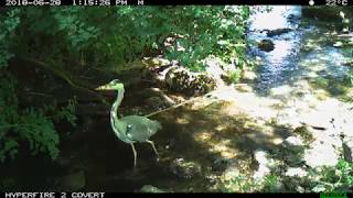 Reconyx HyperFire 2 HF2X example footage  heron [upl. by Codel]