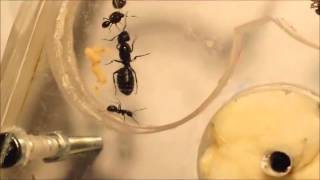 présentation de mes colonies lasius  pheidole  solenopsis  camponotus  messor  crematogaster [upl. by Lewellen]