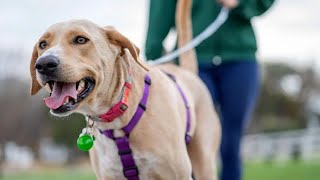 Leash your dog or face a fine Bend Park amp Rec reminds owners [upl. by Leirrad]