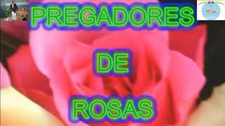 Pregadores de Rosas Playback 3 tom abaixo legendado [upl. by Leverick]