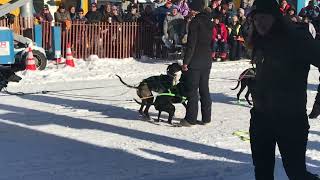 Fur Rondy Dog Sled Races 2024 Anchorage Ak [upl. by Juley]