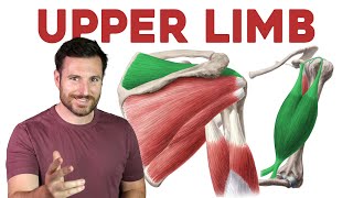 How To Remember Every Muscle in the Upper Limb and Arm  Corporis [upl. by Saidel]