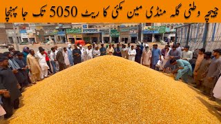 New Makki Rate 2023  Chichawatni Galla mandi boli Punjab Pakistan [upl. by Rasec407]