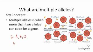 943 Multiple Alleles [upl. by Carmelo]