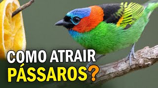 Como ATRAIR PÁSSAROS para o quintal Comedouros atrapalham ou ajudam as aves [upl. by Caro]