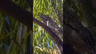 I Found Australias Weirdest Bird here  Tawny Frogmouth [upl. by Puett]