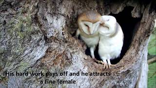 Bringing Up Baby How Barn Owls Do It  Discover Wildlife  Robert E Fuller [upl. by Calesta]