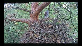 Goshawks RigaBKUS 🔸️ 4 Oktober 🍂 Pērle zeigt sich am Nest [upl. by Tihw]