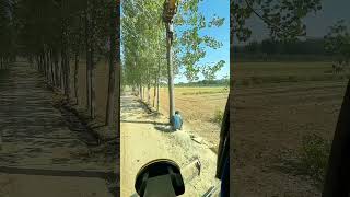 Use An Excavator To Cooperate With Loggers In Cutting Down Trees [upl. by Oinesra]