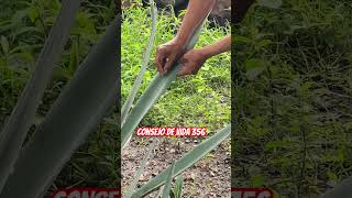 Grabé la penca de Maguey tu nombre [upl. by Evars]