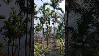 Betel nut farming🌴 🌰🌰❤ love nature shorts [upl. by Ayotnom]