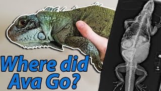 What Happened to our Iguana [upl. by Quickman]