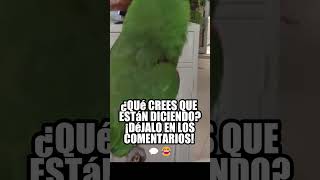 Cuando los LOROS CANTAN en su propio IDIOMA… 🎤🦜 shorts [upl. by Audrit611]