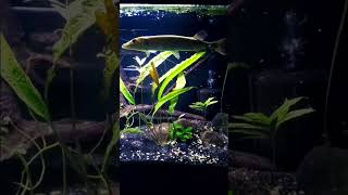 Grass pickerel native fish aquarium [upl. by Erna317]