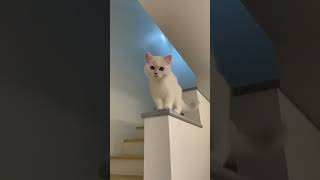 cat videocat catfancycutecatnicecat catlover catoftheday cute meow catsofinstagram animal [upl. by Cherice]