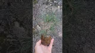 White Pine Bonsai Taking on New Growth new trending spring treemasons gardening garden vibes [upl. by Nahem563]