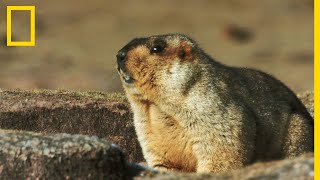 La marmotte de lHimalaya habitante des hautes altitudes [upl. by Cleodal631]