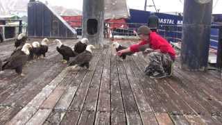 amazing eagles in dutch harbor [upl. by Merv]