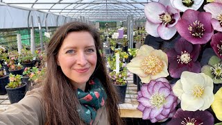 Ashwood Nurseries Exclusive Hellebore Tour  Homegrown Garden [upl. by Eicram]