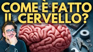 I SEGRETI del CERVELLO Anatomia e Funzioni  Ep 1 [upl. by Bittner552]