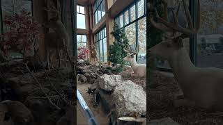 First time at Cabela’s cabelas wisconsin greenbay shortsviral youtubeislife nepal nepalivlog [upl. by Lauren]