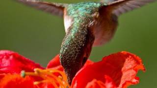 Hand feeding hummingbirds  Raw Video [upl. by Attenna]