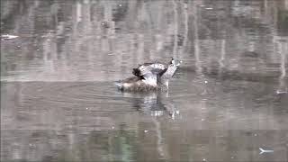 PiedBilled Grebe Wing behavior [upl. by Aizat901]