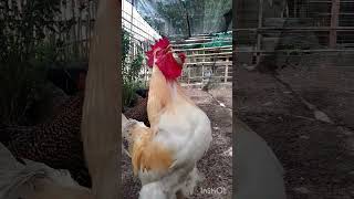 APRENDE CUANDO EL GALLO VA A CANTAR feedshorts gallo [upl. by Seni]