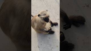 श्री राम जी के दूत वने खास बालाजी balaji balajibhajan balajistatus monkeys shortsvideonew2024 [upl. by Lyret741]