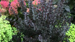 Proven Winners® Gardener Channel Proven Winners® MustHave Shrubs [upl. by Annirok194]