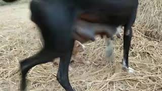 Semmarai mandai dog puppies and mother aggressive [upl. by Salem]