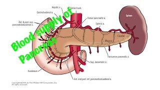 Medical Video Lecture Blood supply of Pancreas Anatomy [upl. by Ching]