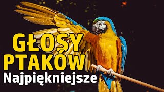 Najpiękniejsze glosy ptaków w Polsce i na Świecie cz1 [upl. by Einahteb921]