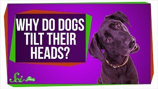 Why Do Dogs Tilt Their Heads [upl. by Haelhsa]