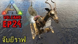 BGZ  ARK Volcano EP24 จับยีราฟ tame sivatherium [upl. by Nuawed]