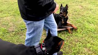 Beauceron and Doberman Obedience Training [upl. by Ynabe229]