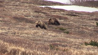 Spring Kamchatka Bear [upl. by Arikehs656]