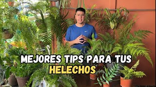 Los mejores TIPS para tus HELECHOS mira [upl. by Harvie]